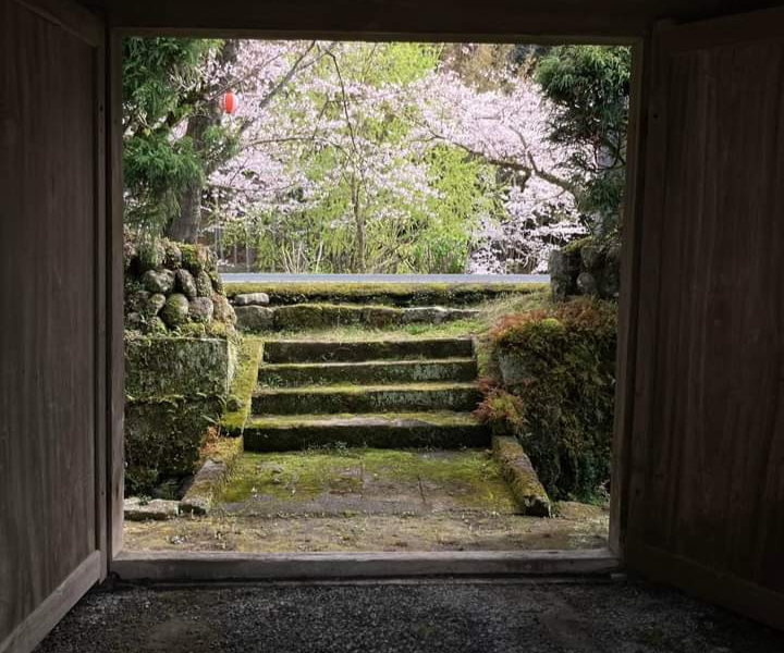 旧依田邸の入り口からの桜